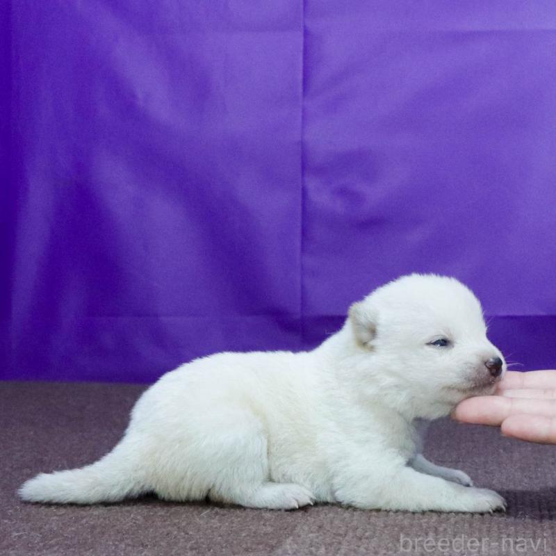 販売中の愛知県の柴犬-407172の2枚目